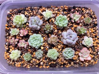 (Category: ) located in . Submitted by qq_garden (Listing ID 1448231562, Image 1). Description: .