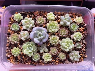 (Category: ) located in . Submitted by qq_garden (Listing ID 1448232619, Image 1). Description: .