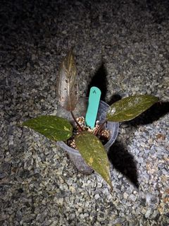 (Category: ) located in . Submitted by seletar_plants (Listing ID 1448258528, Image 1). Description: .
