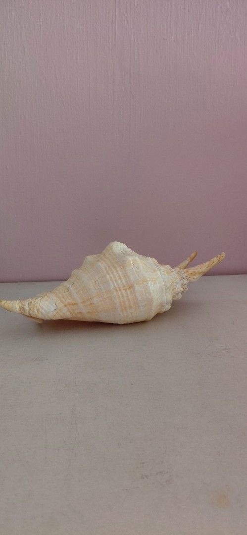 Seashell (Category: Home Improvement Tools & Accessories) located in Singapore. Submitted by Happiness (Listing ID 1448087587, Image 1). Description: Very beautiful seashell. Suitable for decorative in house or office.