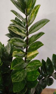 (Category: ) located in . Submitted by jtflorist (Listing ID 1448147132, Image 1). Description: .