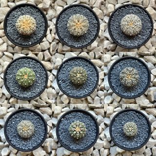 (Category: ) located in . Submitted by aster_garden (Listing ID 1448281748, Image 1). Description: .