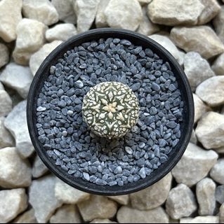 (Category: ) located in . Submitted by aster_garden (Listing ID 1446891176, Image 1). Description: .