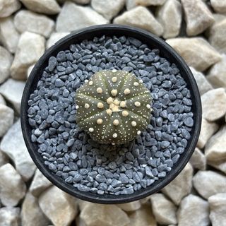 (Category: ) located in . Submitted by aster_garden (Listing ID 1446892396, Image 1). Description: .