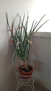 (Category: ) located in . Submitted by j.c.n.l (Listing ID 1448325751, Image 1). Description: .