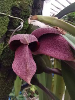 Other Orchid species and hybrids Collection item 1