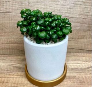 (Category: ) located in . Submitted by lushglassdoor (Listing ID 1448327541, Image 1). Description: .