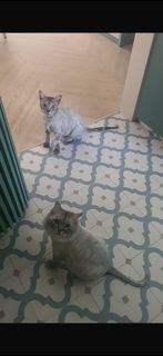 (Category: ) located in . Submitted by ema.huzaimah (Listing ID 1448290011, Image 1). Description: .