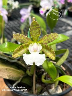 Cattleya Alliance  Collection item 2