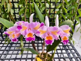 Cattleya Alliance  Collection item 3