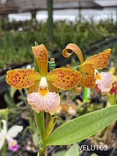 Cattleya Alliance  Collection item 1