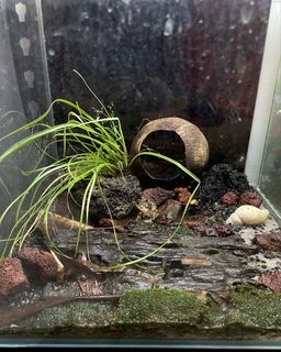 (Category: ) located in . Submitted by urbanshrimps (Listing ID 1448441580, Image 1). Description: .