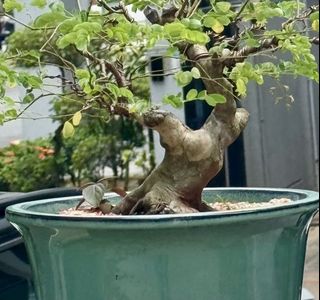 (Category: ) located in . Submitted by tropical_bonsai_tree (Listing ID 1448353537, Image 1). Description: .