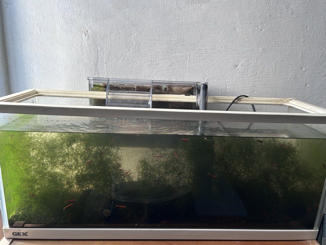 Java Moss (fully submerged) (Category: Homes & Other Pet Accessories) located in Singapore. Submitted by cbertzz (Listing ID 1421535326, Image 2). Description: - Selling healthy Java moss grown fully submerged - Moss is lush and green. - One bag java moss for $10 (photo 5,6,7) which contains alot of moss shown in the blue basin tub (photo 4) - meet bishan mrt exit A or S570111 for drivers ( refer to last 2 photos) #java moss #aquarium plant.