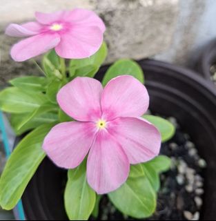 (Category: ) located in . Submitted by kew_plants_n_stuff (Listing ID 1448290195, Image 1). Description: .