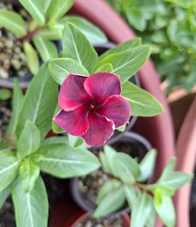(Category: ) located in . Submitted by kew_plants_n_stuff (Listing ID 1448389756, Image 1). Description: .
