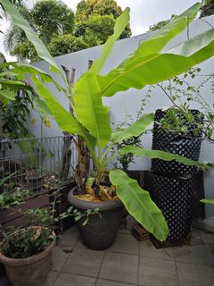 (Category: ) located in . Submitted by pwt123 (Listing ID 1448361418, Image 1). Description: .