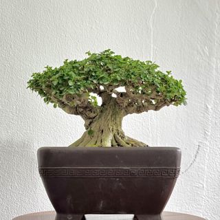 (Category: ) located in . Submitted by tropical_bonsai_tree (Listing ID 1448354251, Image 1). Description: .