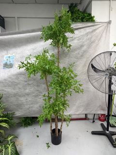 (Category: ) located in . Submitted by clearancecheapplants (Listing ID 1448504933, Image 1). Description: .