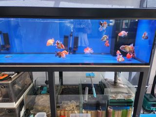(Category: ) located in . Submitted by zhenwei1234 (Listing ID 1448520754, Image 1). Description: .