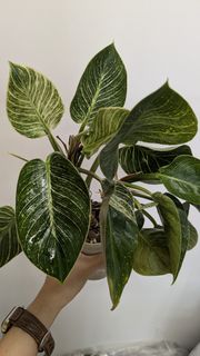 （分類：）位於 。 由 tsetk 提交（商品編號 1448643495，圖片 1）。簡介： 。
