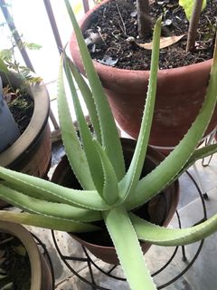 (Category: ) located in . Submitted by flowersg50 (Listing ID 1448630705, Image 1). Description: .