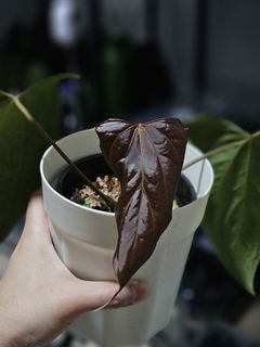 (Category: ) located in . Submitted by jungrow (Listing ID 1448633128, Image 1). Description: .