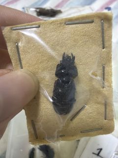 (Category: ) located in . Submitted by sg_invertebrate (Listing ID 1448641040, Image 1). Description: .