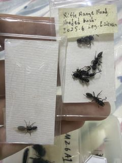 (Category: ) located in . Submitted by sg_invertebrate (Listing ID 1448641318, Image 1). Description: .