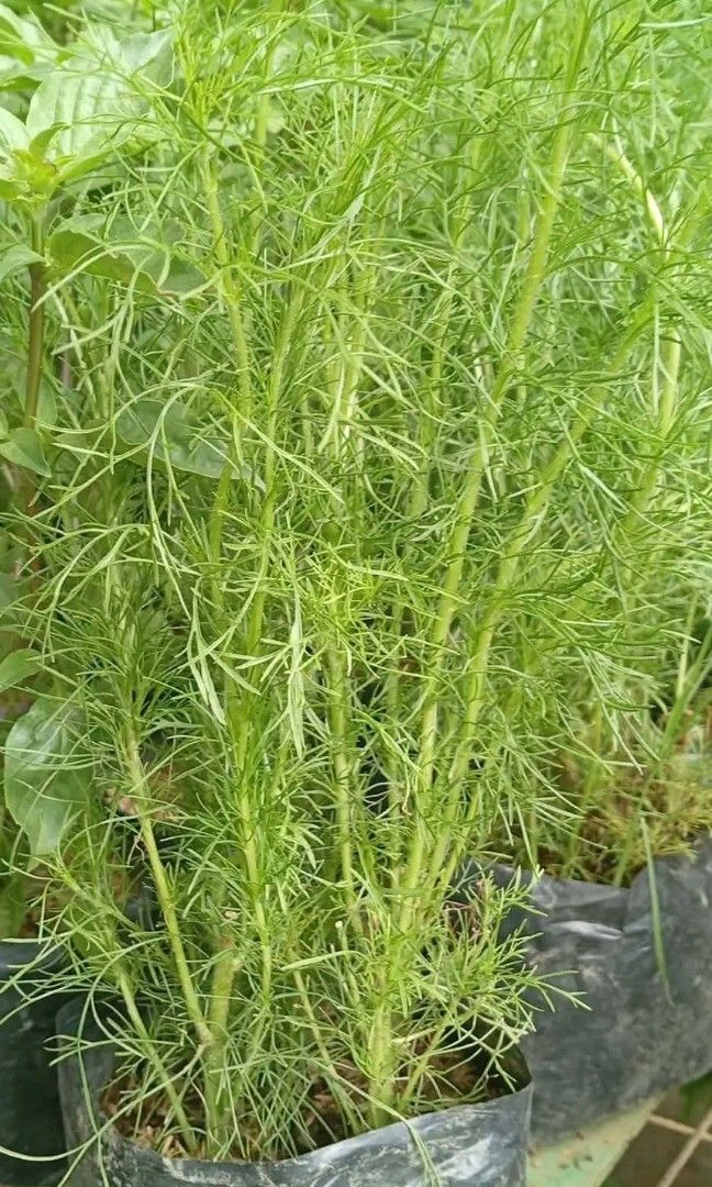 Herbs plants (Category: Plants & Seeds) located in Quezon City. Submitted by amazingmaria3680 (Listing ID 1448689971, Image 1). Description: .