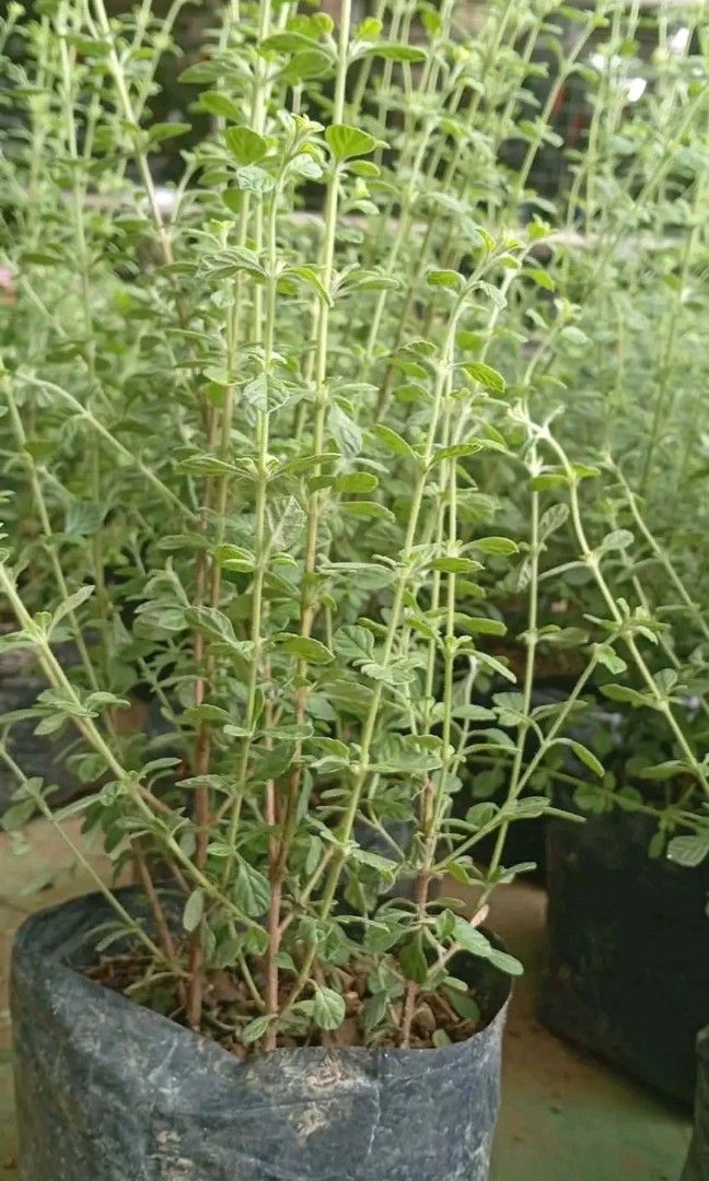Herbs plants (Category: Plants & Seeds) located in Quezon City. Submitted by amazingmaria3680 (Listing ID 1448689971, Image 3). Description: .