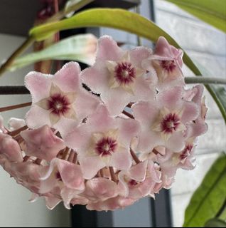 （分類：）位於 。 由 bobo23822 提交（商品編號 1448512654，圖片 1）。簡介： 。