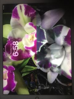 (Category: ) located in . Submitted by durian8818 (Listing ID 1448612892, Image 1). Description: .