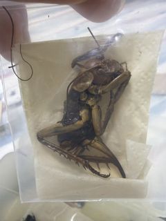 (Category: ) located in . Submitted by sg_invertebrate (Listing ID 1448641746, Image 1). Description: .