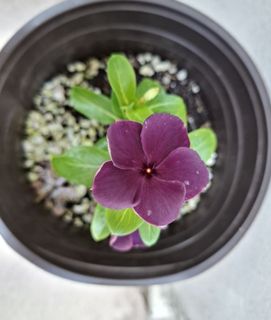 (Category: ) located in . Submitted by kew_plants_n_stuff (Listing ID 1446257630, Image 1). Description: .