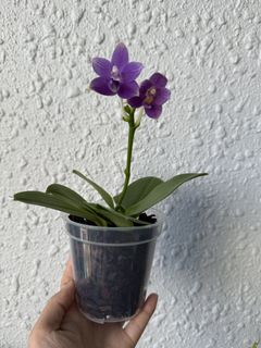 (Category: ) located in . Submitted by orchid_lover (Listing ID 1448577726, Image 1). Description: .
