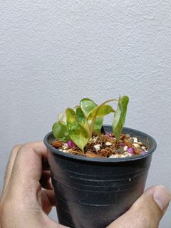 (Category: ) located in . Submitted by mhsaiful (Listing ID 1448611485, Image 1). Description: .