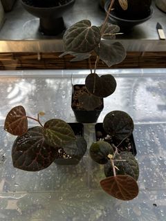 (Category: ) located in . Submitted by wild.frostt (Listing ID 1448563860, Image 1). Description: .