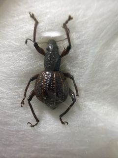 (Category: ) located in . Submitted by sg_invertebrate (Listing ID 1448642294, Image 1). Description: .