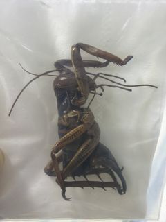 (Category: ) located in . Submitted by sg_invertebrate (Listing ID 1448642078, Image 1). Description: .
