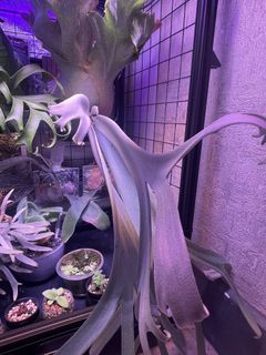（分類：）位於 。 由 sevenwai77 提交（商品編號 1438220079，圖片 1）。簡介： 。