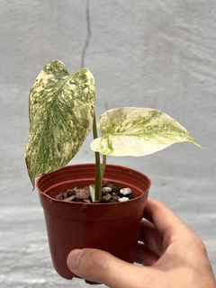 （分類：）位於 。 由 osplants 提交（商品編號 1453107146，圖片 1）。簡介： 。