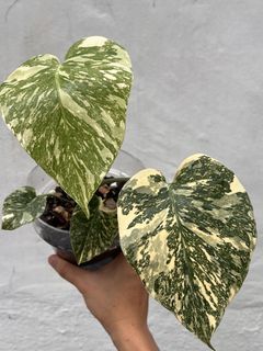 （分類：）位於 。 由 osplants 提交（商品編號 1453105136，圖片 1）。簡介： 。