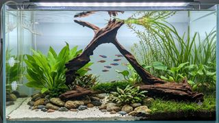 (Category: ) located in . Submitted by elmohi5 (Listing ID 1453172719, Image 1). Description: .