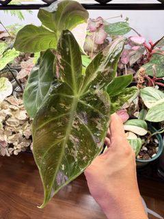 (Category: ) located in . Submitted by thesaneplanter (Listing ID 1453180884, Image 1). Description: .