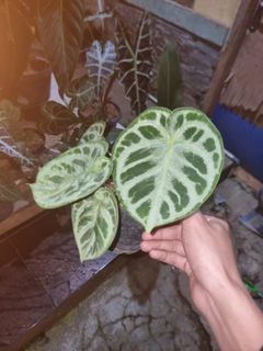 (Category: ) located in . Submitted by sindo.sg (Listing ID 1453124658, Image 1). Description: .