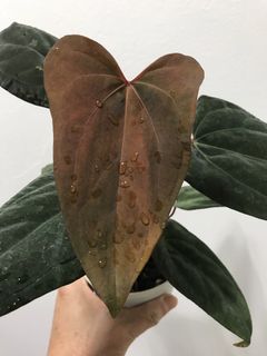 (Category: ) located in . Submitted by PlantsRanger (Listing ID 1453205494, Image 1). Description: .