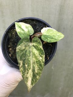(Category: ) located in . Submitted by PlantsRanger (Listing ID 1453061020, Image 1). Description: .