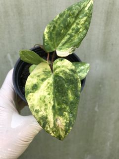 (Category: ) located in . Submitted by PlantsRanger (Listing ID 1453061568, Image 1). Description: .
