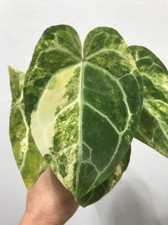 (Category: ) located in . Submitted by PlantsRanger (Listing ID 1453194975, Image 1). Description: .